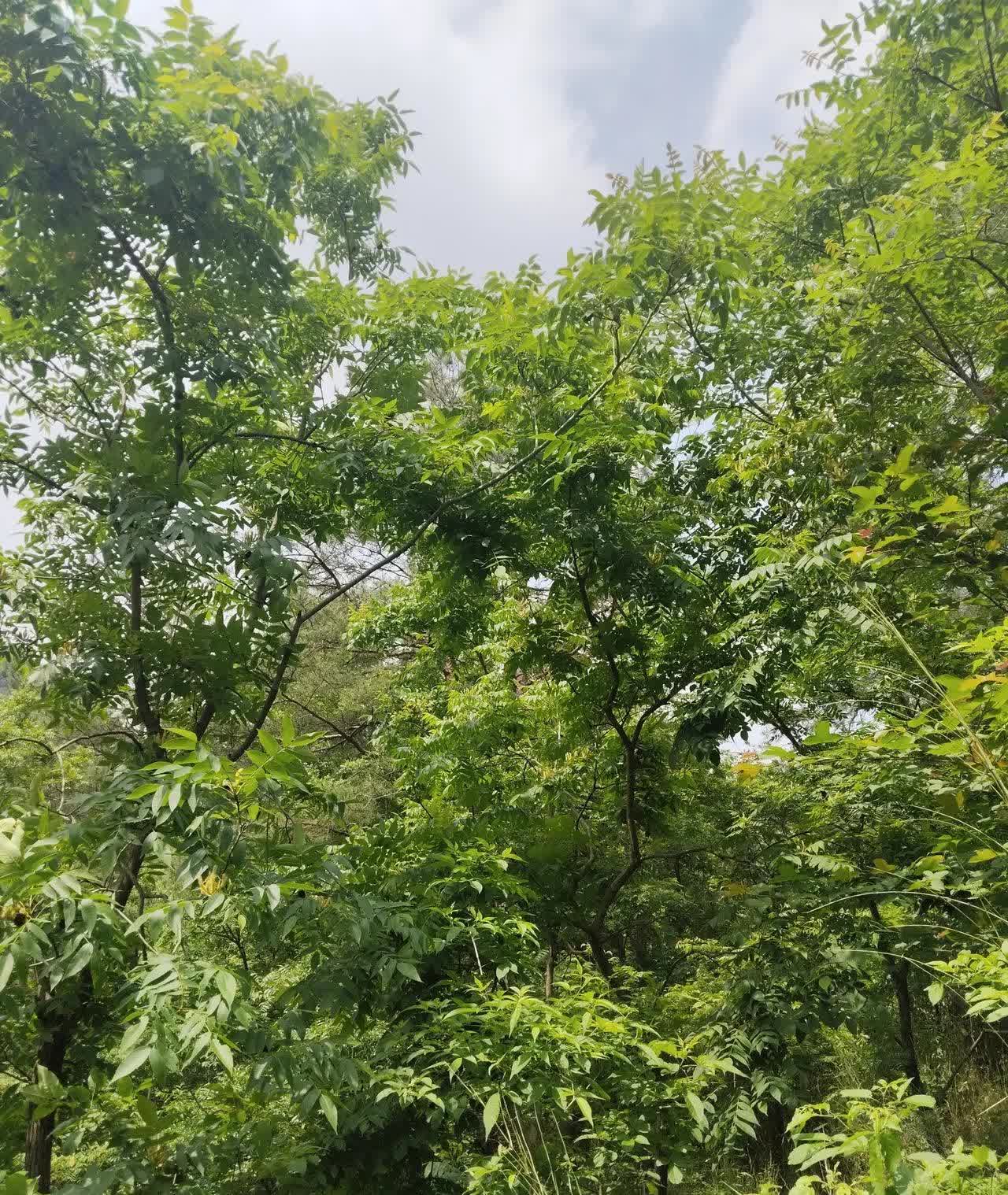 林子大了什么鸟都有，平台大了什么人都有。
昨天有个什么蓝天账号的人关注了我，并