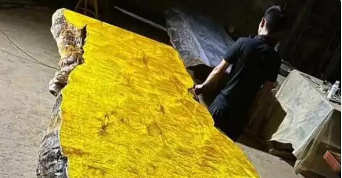 金丝楠木被称为“帝王之木”，一棵优质木材能卖上亿元，可奇怪的是，明明树苗很容易就