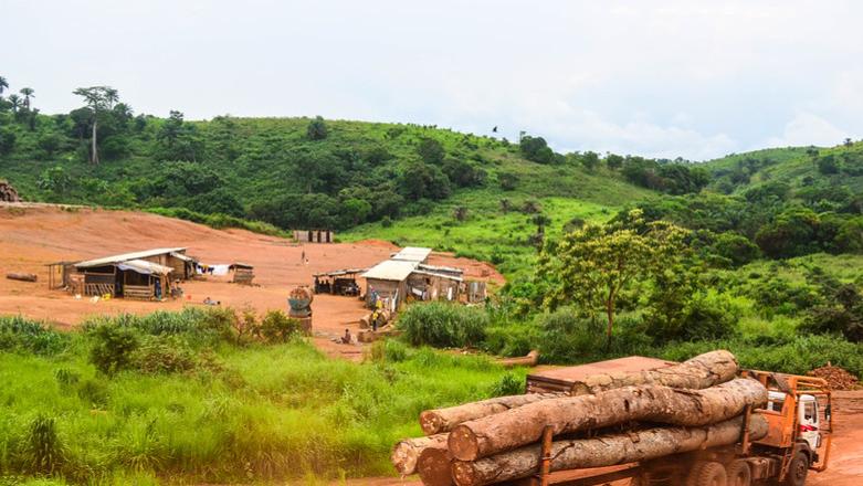 增长199.3%！中国进口刚果（布）木材规模创新高！最后一月稍显回落