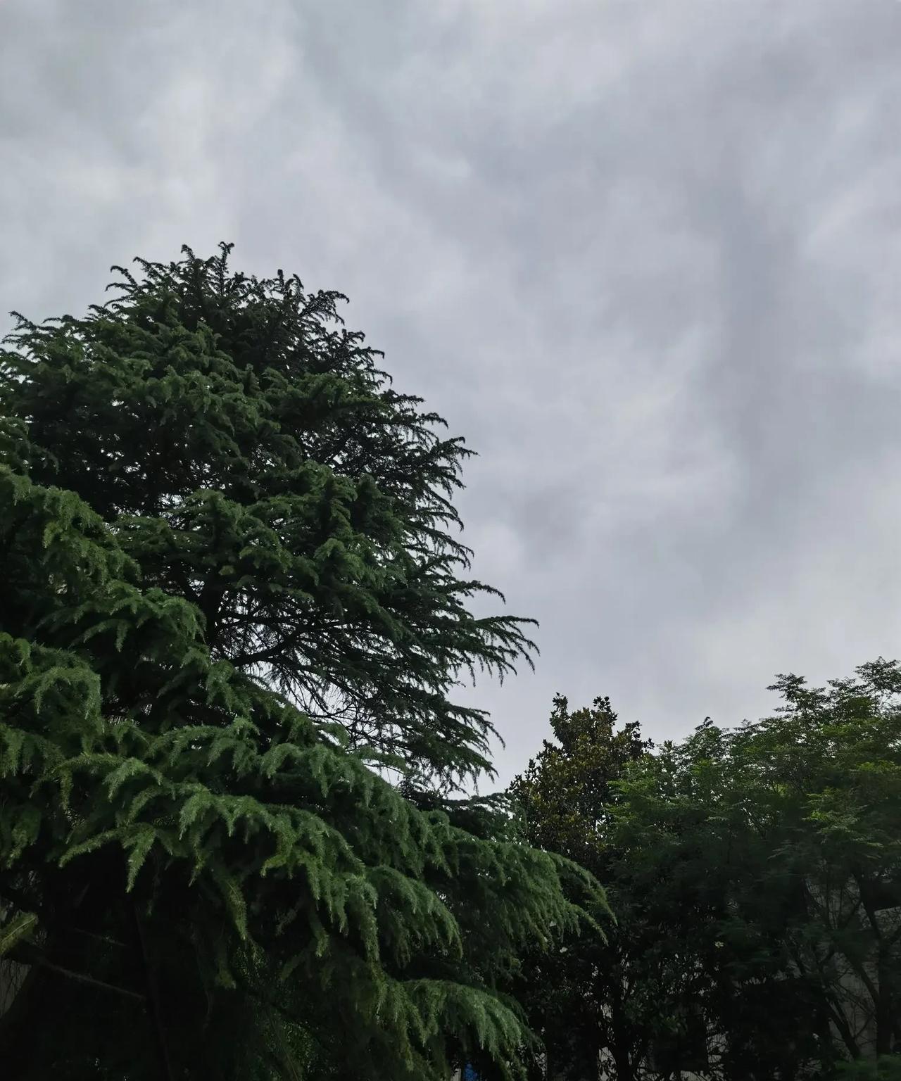每个清晨都是一张喜人的请柬，邀请我把自己的生活变得像大自然一样简单，还可以说是像