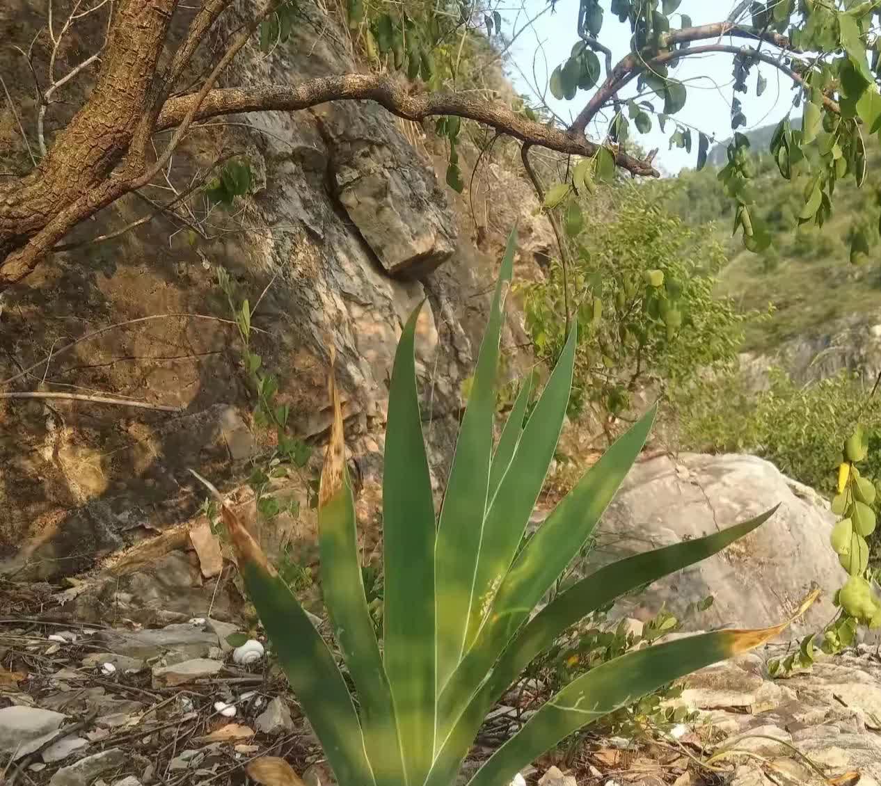 广东清远，有一家人驾车到清远泡温泉，惊喜的在山边的石头缝里，发现了一种像兰花的植
