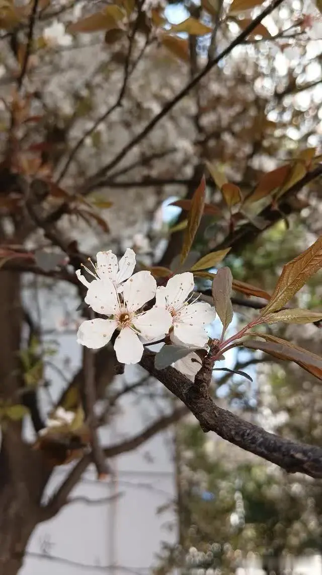 清明将至，网上看到汪小菲想带一双儿女去给大S上坟，大S家不让他去。只想说：迟来的