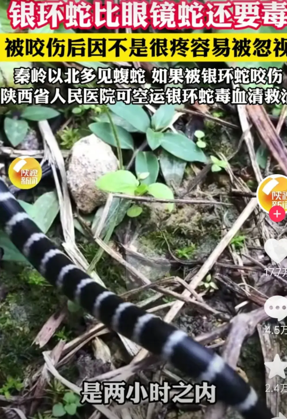 国内最毒的蛇“银环蛇”，号称“四毒之首”，一直稳居毒性排名榜第一。它的毒性到底有