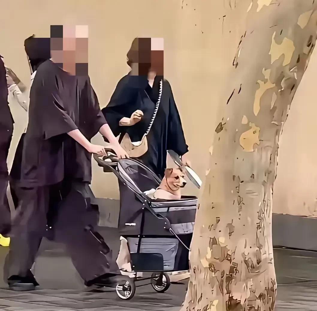 不养娃、养小狗，他们老的时候会享到狗的福吗？
男的推着婴儿车，女的拿着扇子不时摇