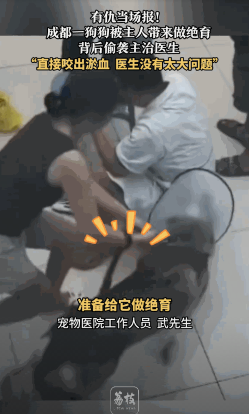 “有仇当场就报了！”近日，四川成都，一女子带着狗狗去医院做绝育，抽血检查时，狗子