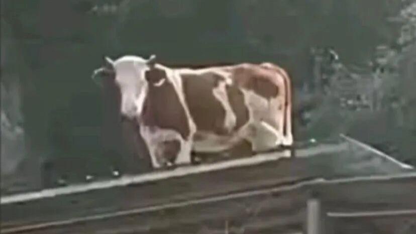 是我眼睛看花了，还是没有睡醒，一头牛跑到了屋顶上！