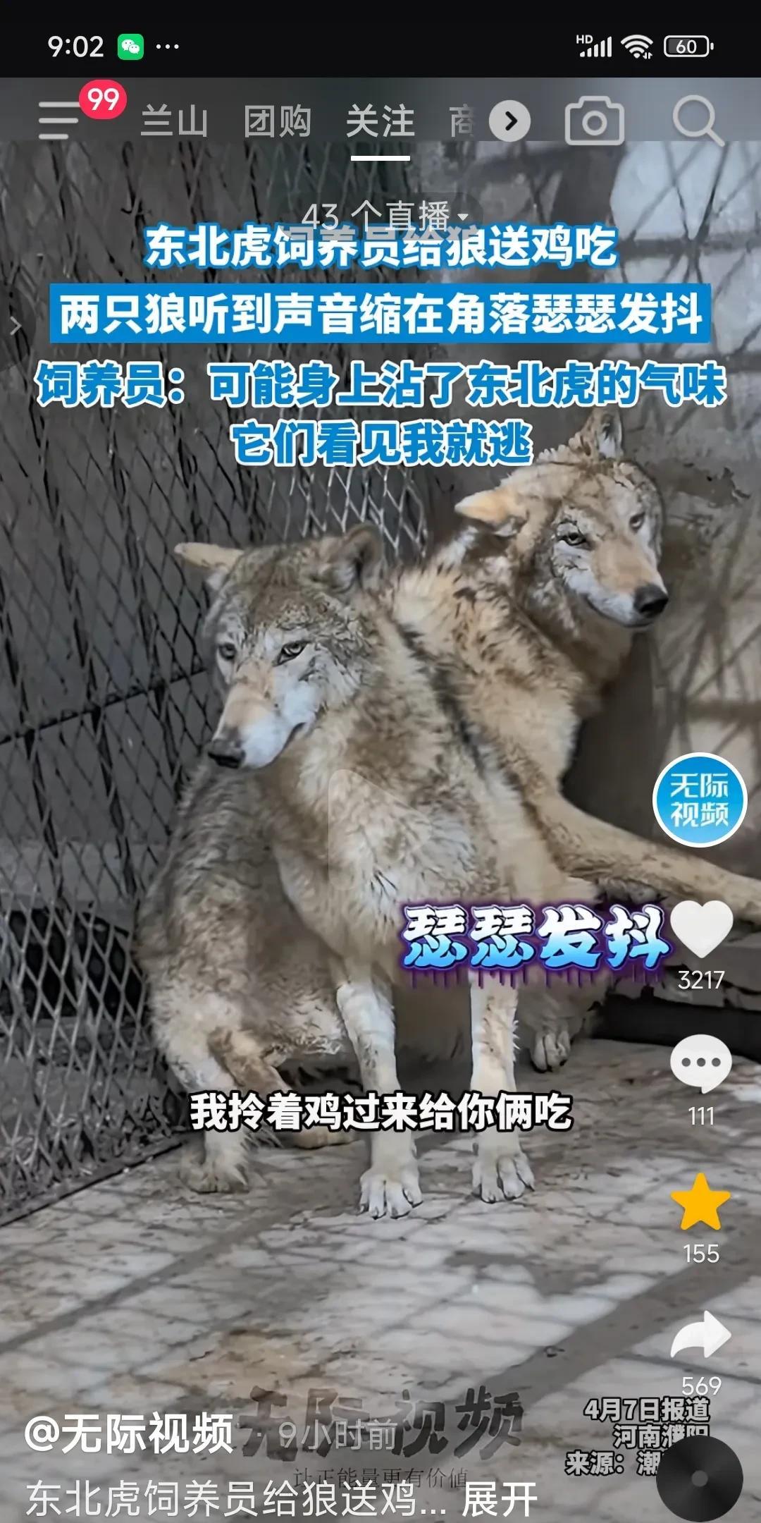 笑死！东北虎的饲养员去给狼送吃的，她拎着两只鸡，本以为狼会很兴奋，结果两只狼听到