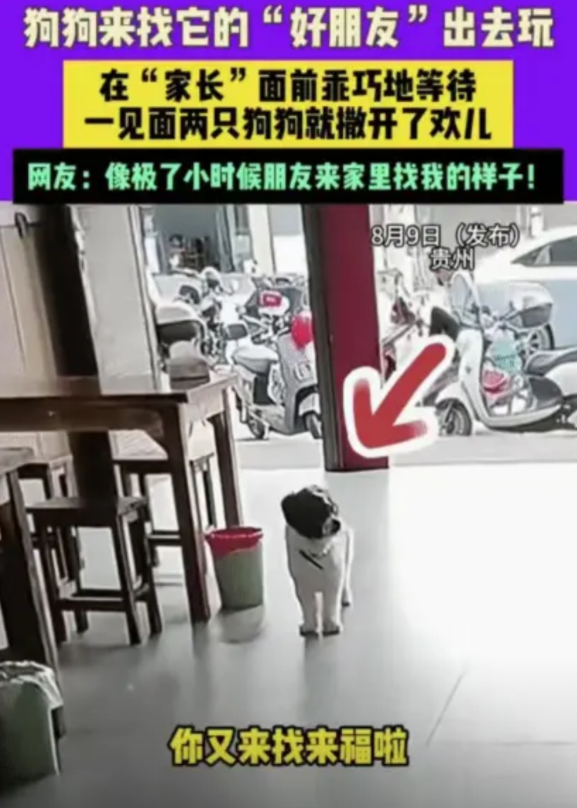 “太有灵性了。”8月贵州，女子看到一只狗来到家里。突然，她对楼上喊来福，你朋友来