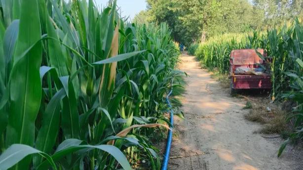 想哭！河南未来几天持续高温，浇地都浇不动了：能下点雨吗！