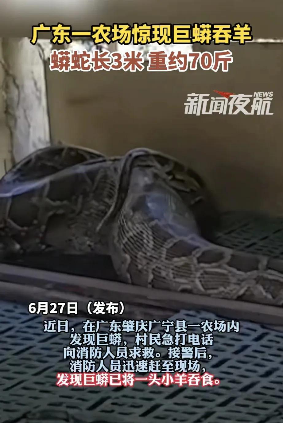 近日，广东肇庆广宁县南街街道红太阳村一农场内发生惊险一幕：一条长约3米、重70斤