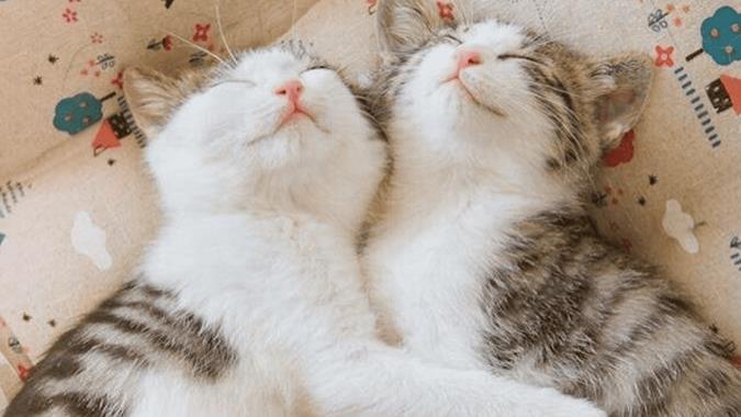 最好的主食罐头怎么选？2025口碑最好的十大猫罐头排行榜新鲜出炉！