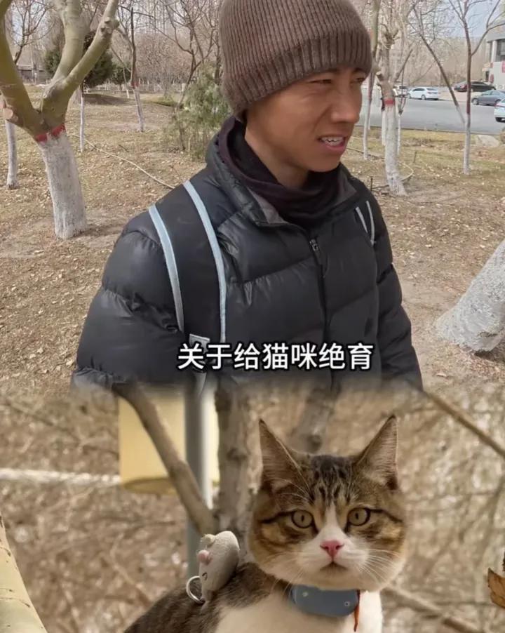 网红小猫“悟空”出车祸过世了，其实看“主人”这种养猫方式，就已经预感到这个猫猫早