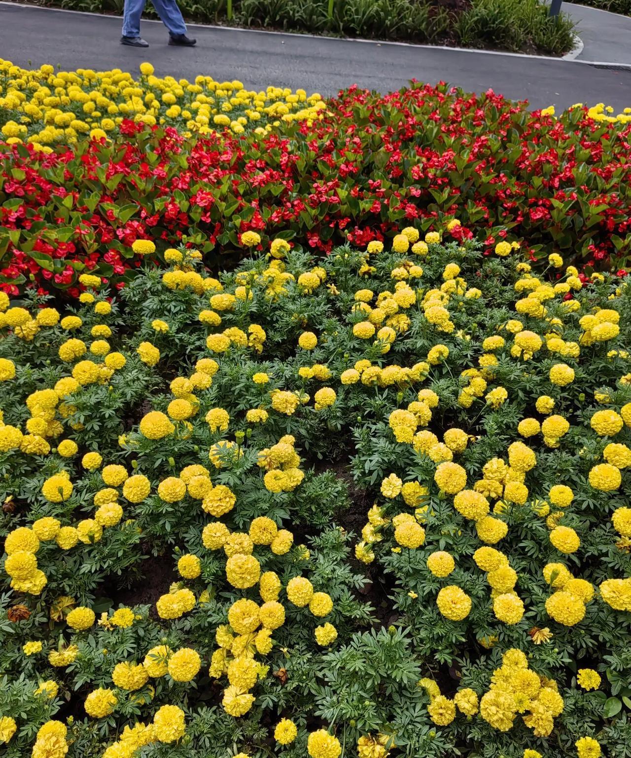 #分享一张随手拍的花。#
一天路过花台拍的照片。