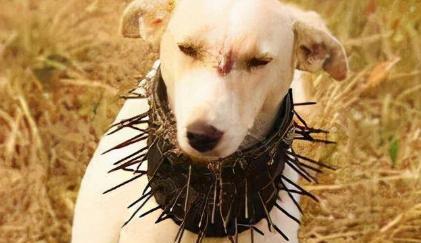 一位藏区的牧民告诉我，90%的人不知道，在牧羊犬脖子上套上防狼项圈，狼群就不敢招