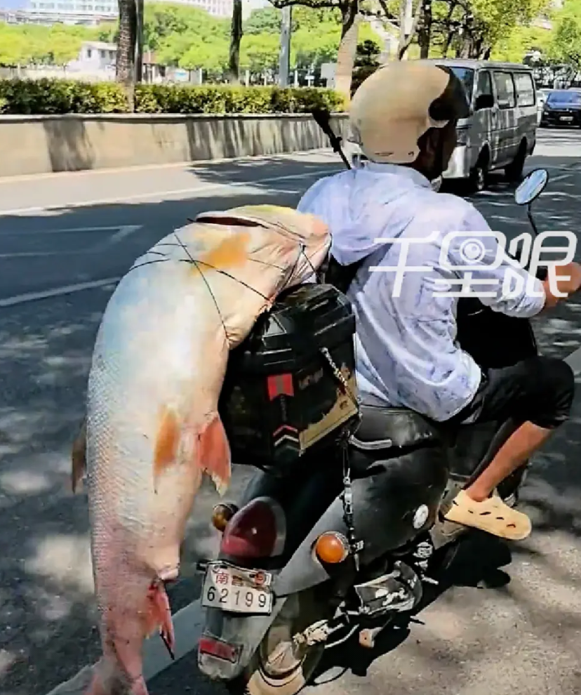 【男子钓60斤大鳡鱼溜街炫耀2小时】
8月26日，江西南昌。钓鱼佬钓到60斤大鳡