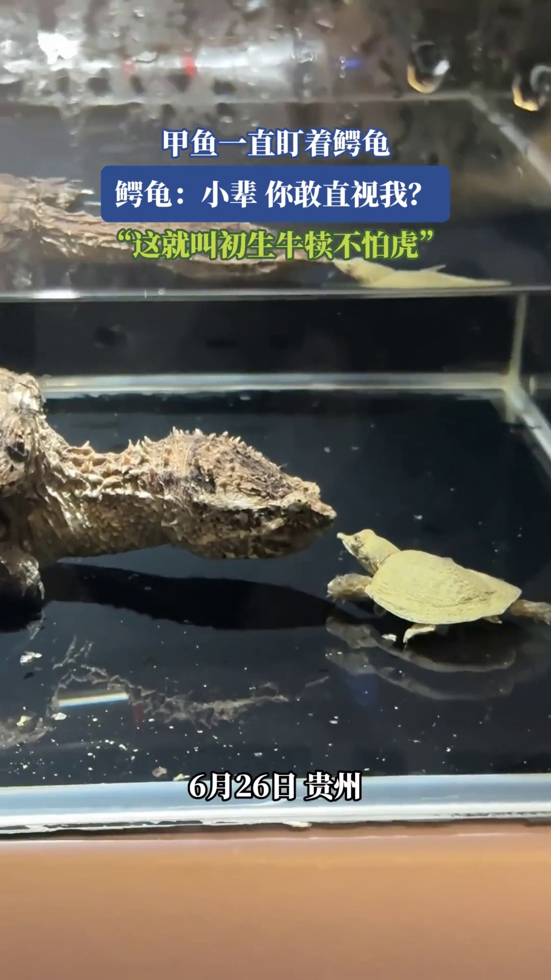 甲鱼一直盯着鳄龟，鳄龟：小辈，你敢直视我？“这就叫初生牛犊不怕虎”