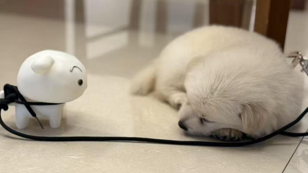 双色球25093期数字规律初步解读！本期不看好红蓝各四码！