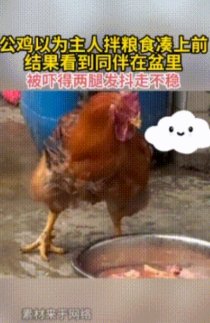 公鸡的“惊魂一刻”：看到盆里“同伴”，腿抖成缝纫机

“咯咯咯—— 等不及要干饭