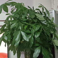 芃杋