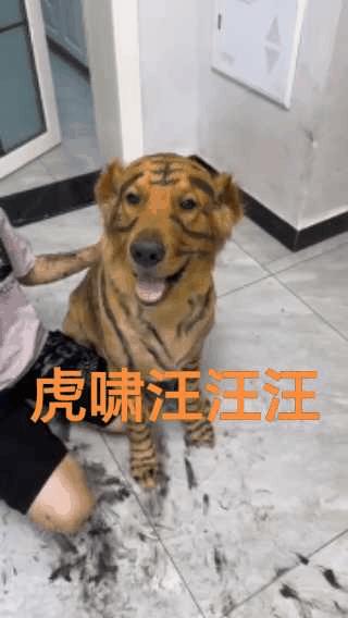虎里虎气的本汪，别说，还挺像的！
只要小主人开心：“我是老虎，骗你是狗”。不过，