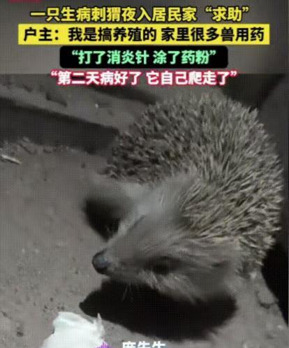 “万物皆有灵。”4月15日发布，河南开封，一只生病的刺猬在深夜闯入了男子的家中向
