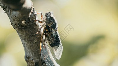 散文：夏日的蝉鸣，是时光的密语