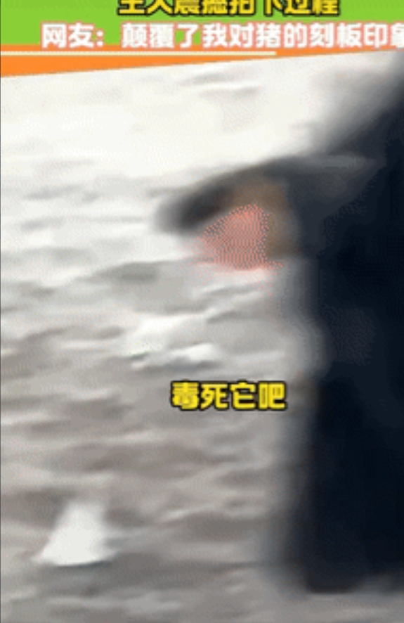 冷知识又增加了！内蒙古，一女子看到自家的猪在津津有味吃东西，刚开始纳闷为啥吃塑料
