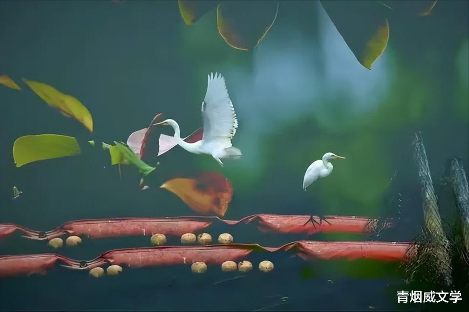 梦回鸟影，解梦鸟儿飞走了又会飞回来的深层含义