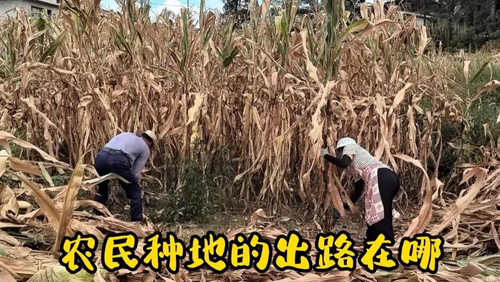农民的出路在哪里？手把手教你在地里刨出金疙瘩