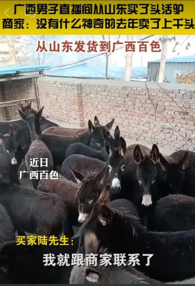 

广西大叔心真大，在直播间从山东买了头活驴11000元，运费1200元， 女儿