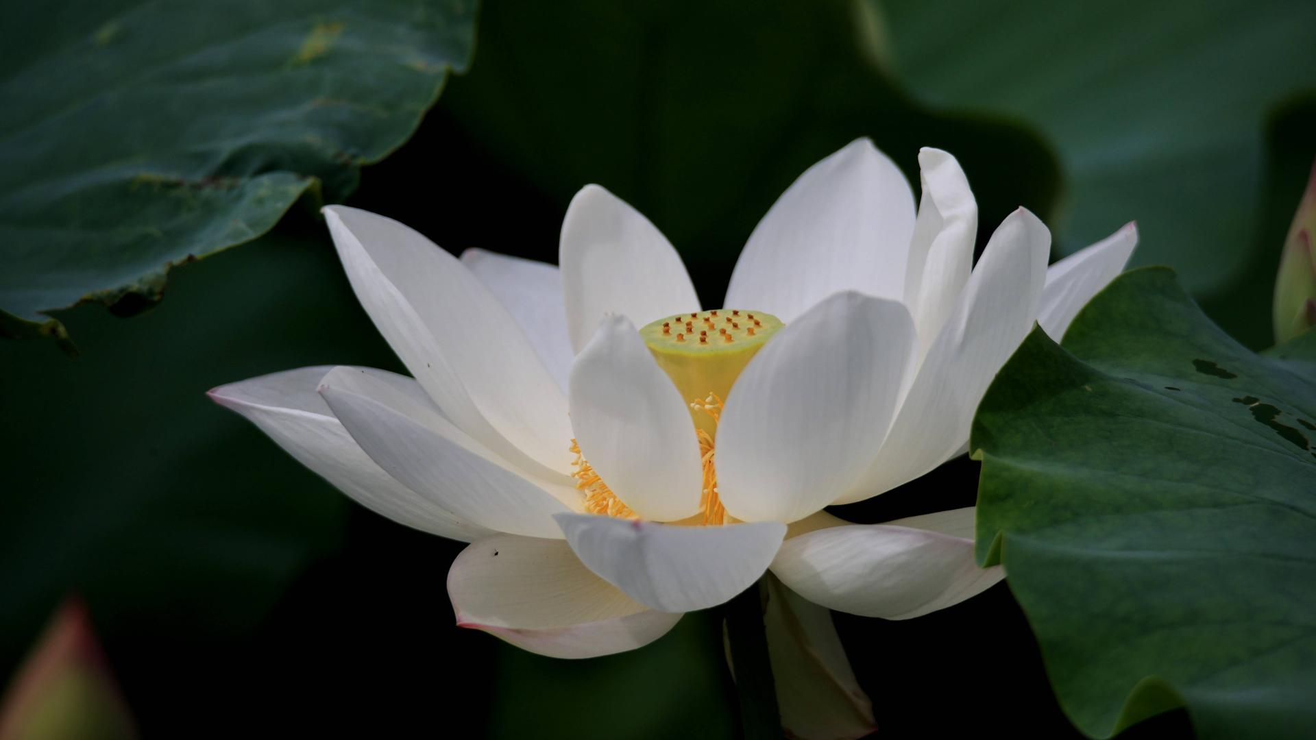 【美丽中国】仲夏时节，桂北融安县荷塘里荷花姿态优雅，在微风中轻轻摇曳