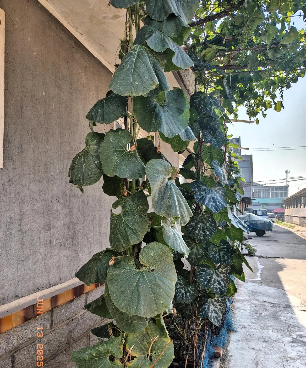 老家房子到底卖不卖？我很纠结。
昨天回老家办身份证，回了一趟老屋。
门口、院子里
