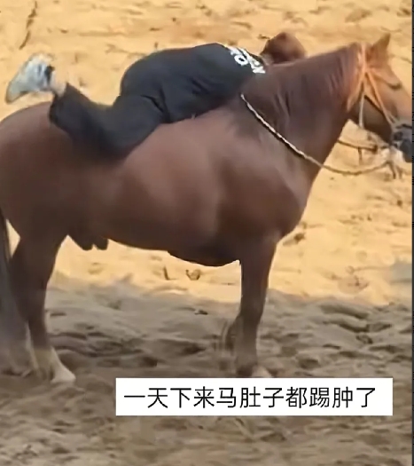泪目！看似这是一匹耐性极好的马，殊不知这是一匹被“长期暴力”磨平了棱角的马！6月