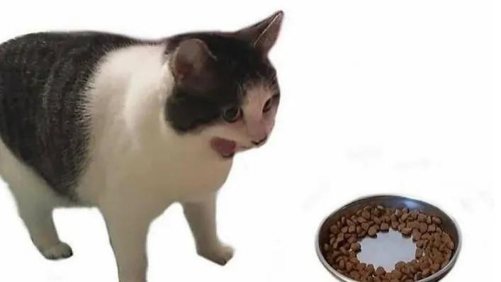 “猫系段子”图鉴：为啥全世界都在为这些毛团笑出腹肌？