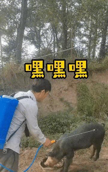 手工黑山猪。