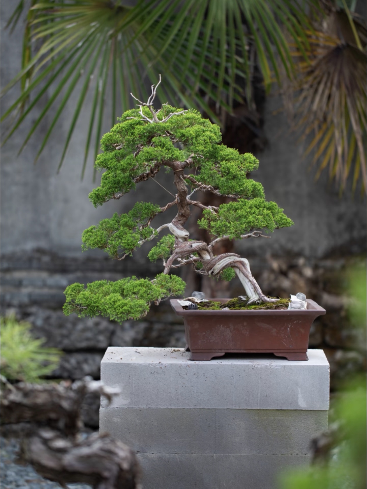 真柏盆景：盆景圈的 “硬通货”！日本喊它 “柏中王”，好养还耐品