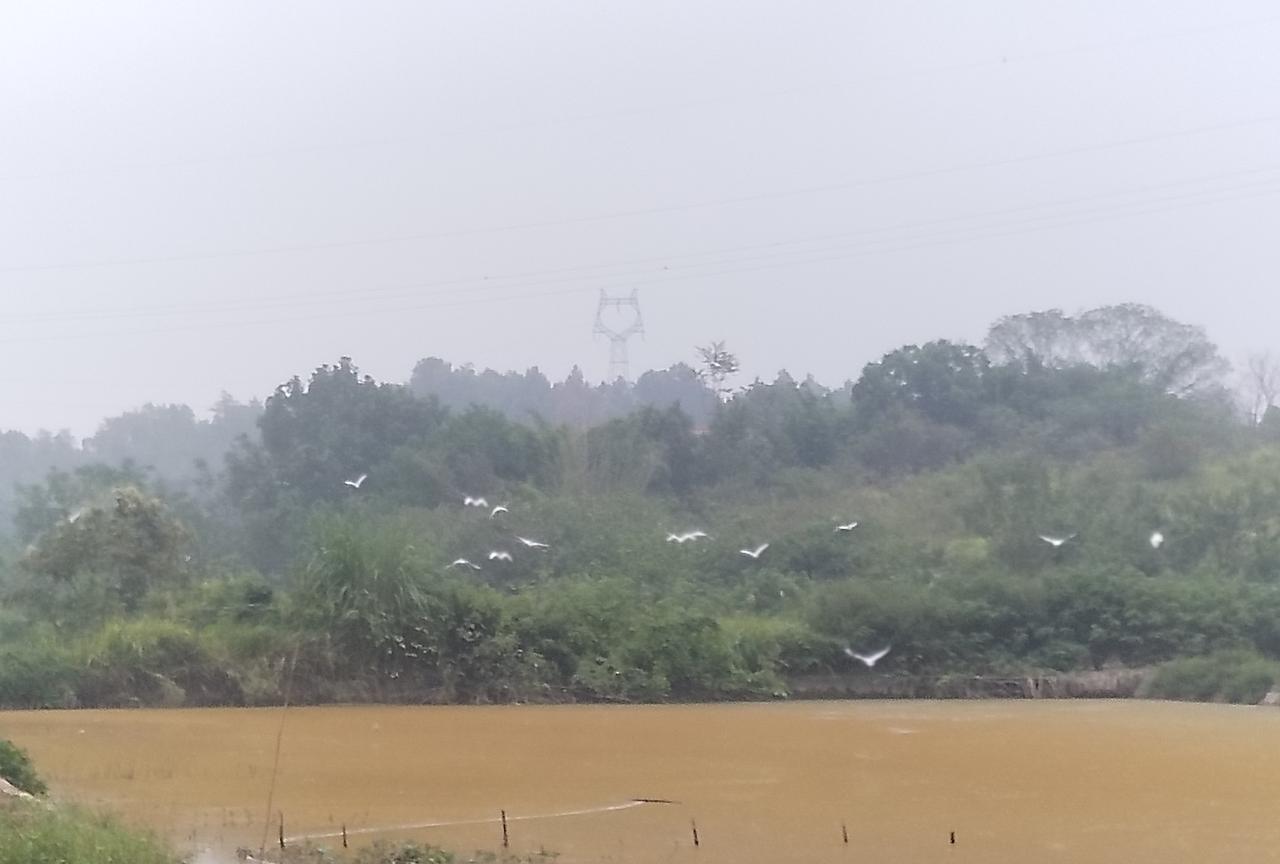 今天回到老家，看鱼塘里的水降下去了，有了黄澡浮在水面。
龙叔隔壁塘里的水不及2尺