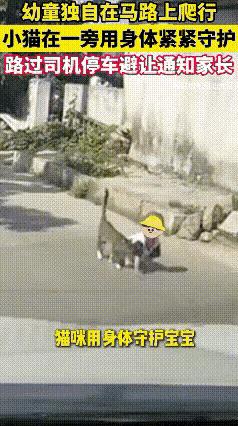 广东珠海一乡间公路，一幼童从院子里爬到公路上，猫猫看到了，赶忙走过去，用身体紧紧