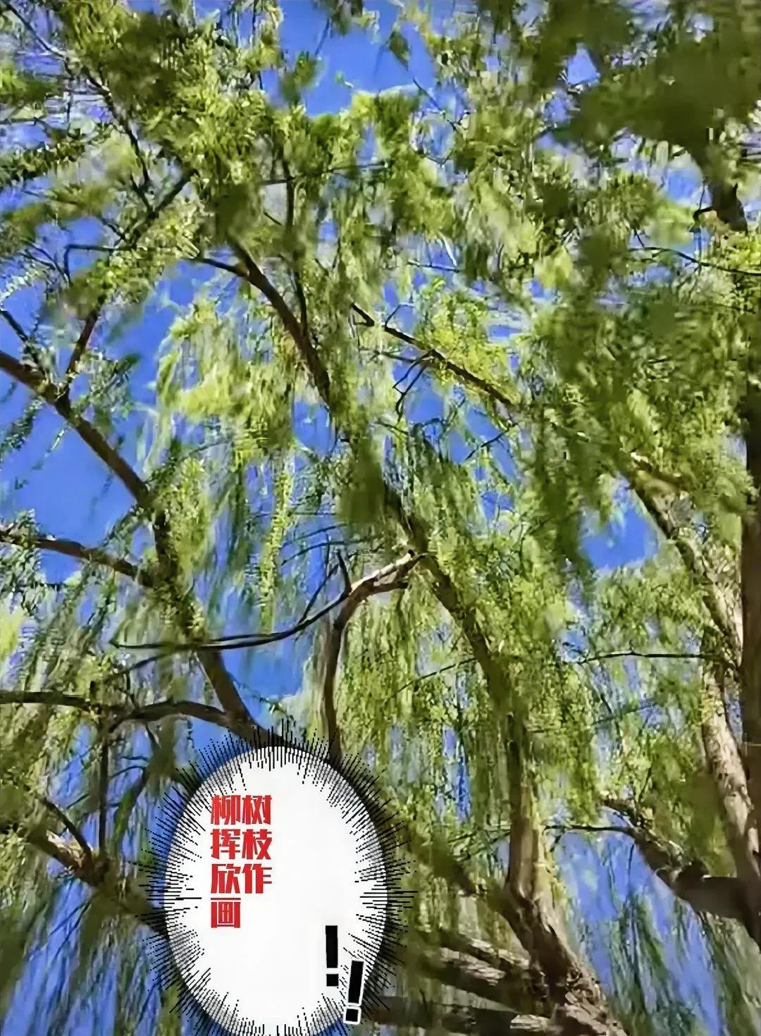 上联：柳树挥枝欣作画