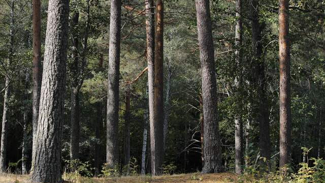 高透格拉辛纸袋100%纯纸可回收可降解可堆肥高端礼盒服装环保袋