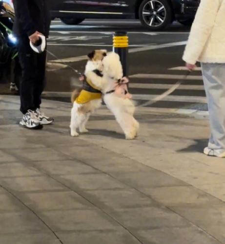  好朋狗之间见面好开心