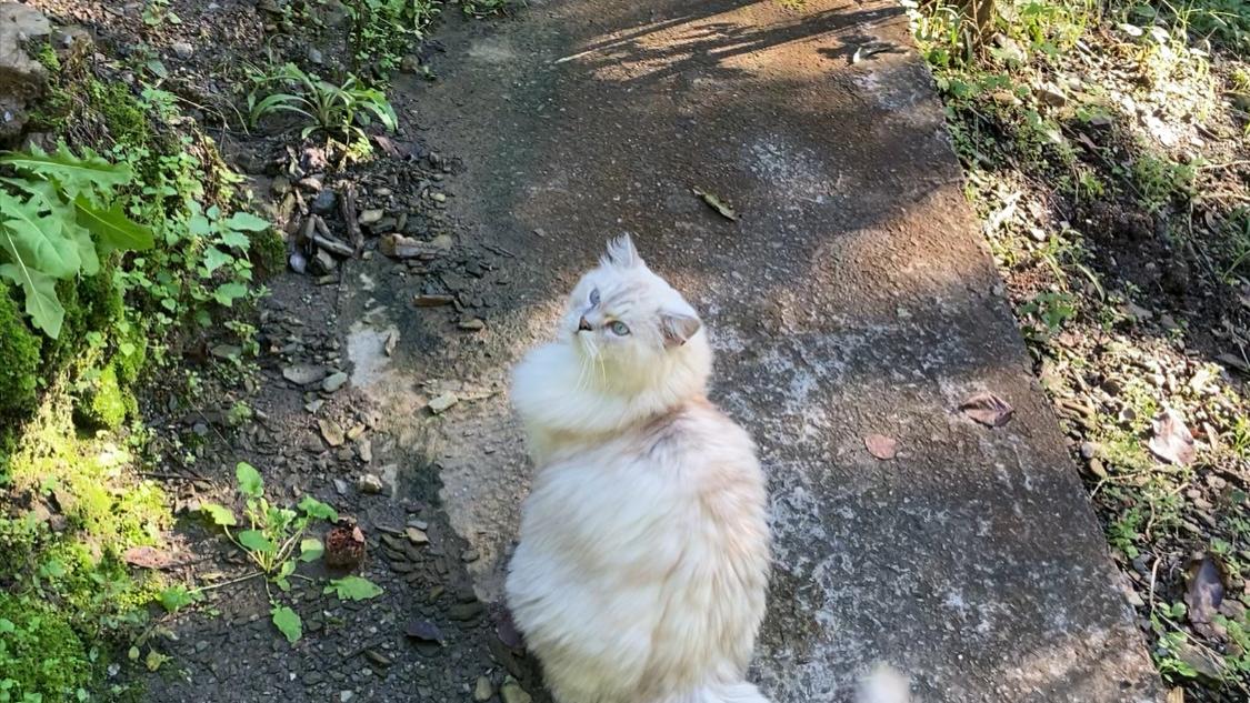 猫有朋友吗？为什么它如此自私？