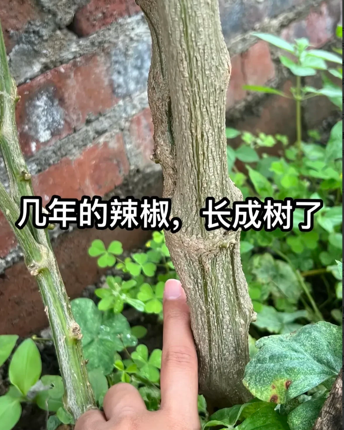 事实证明，辣椒在南方保护得当，是可以长成树的。在北方没戏了