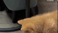 柴犬闻了闻主人的jio，接下来...什么也没说又好像全说了