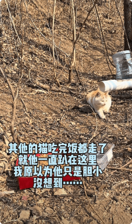 泪目了！北京一女子经常去山上喂流浪猫，那天，其它猫吃完就走了，其中一只却趴在那里