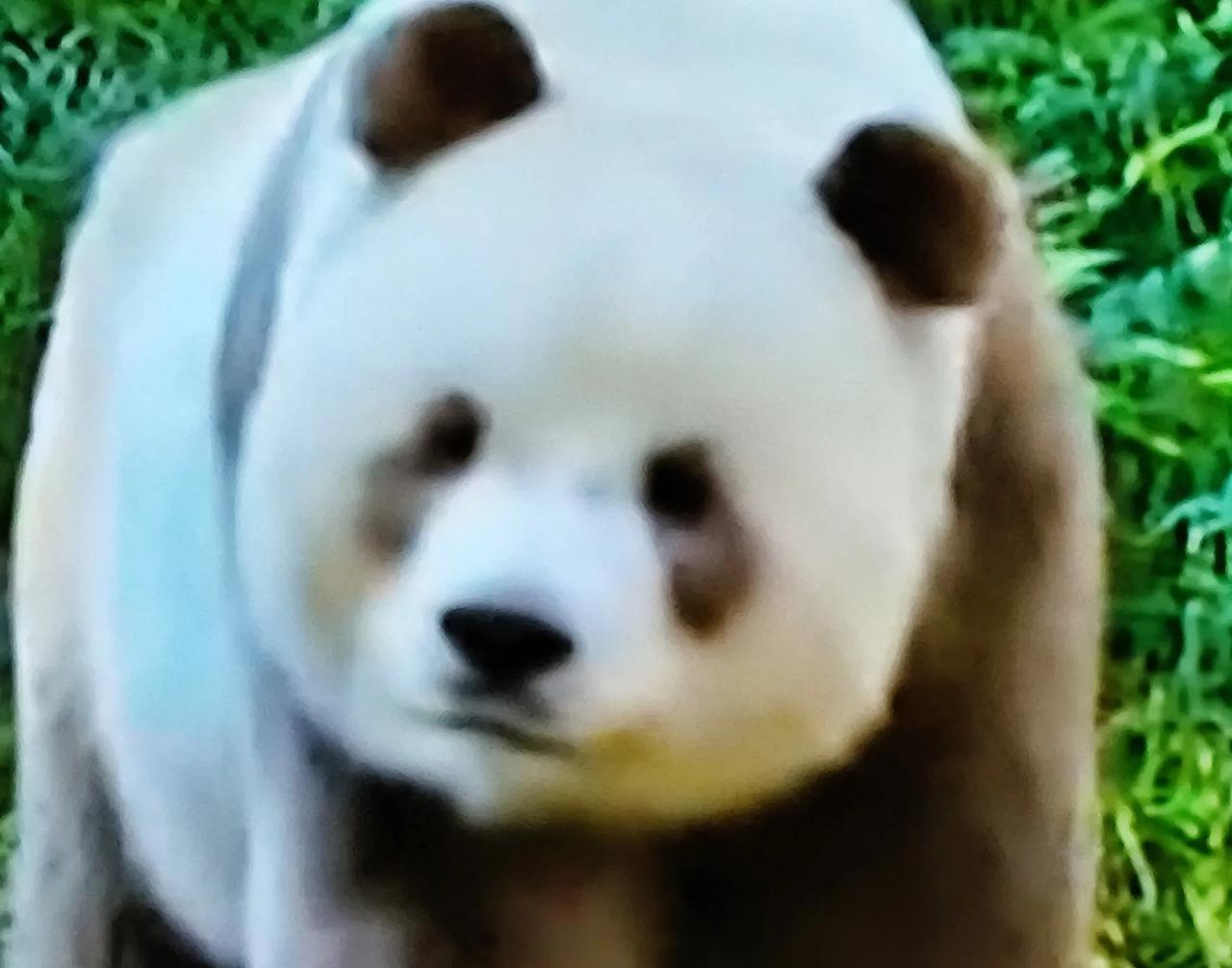 哈哈，我第一次才见过熊猫是综色的，你们见过吗？
