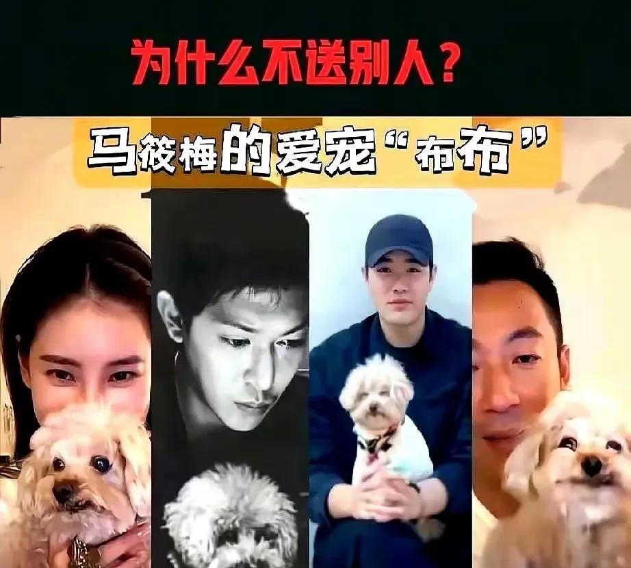 一人得道鸡犬升天
听说过
打狗还得看主人
今天看到的是另一出
马筱梅的狗也跟着遭