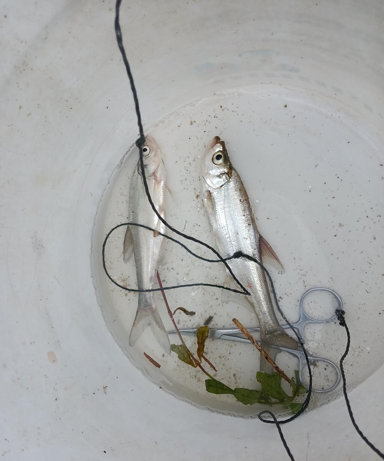 先到湖北省荆州市沙市区锣场镇的内河，用路亚竿挂虾皮串钩开打，从西打到东，走了不下