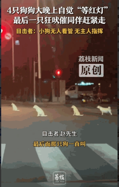 “真成精了！”8月13日，江苏无锡，一男子晚上开车时，发现路口有3只狗坐在地上一