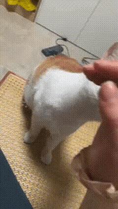 知道小猫在说什么吗。